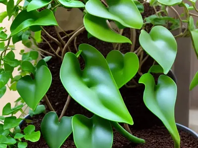 Chocolate Vine (Akebia Quinata)