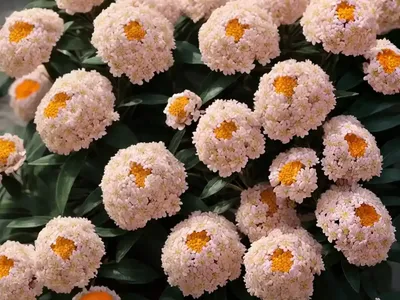 Choisya X Dewitteana ‘Aztec Pearl’ (Mexican Orange)