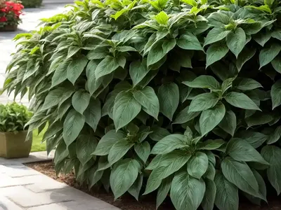 Christmas Bride’s Bush (Pavetta Gardeniifolia)