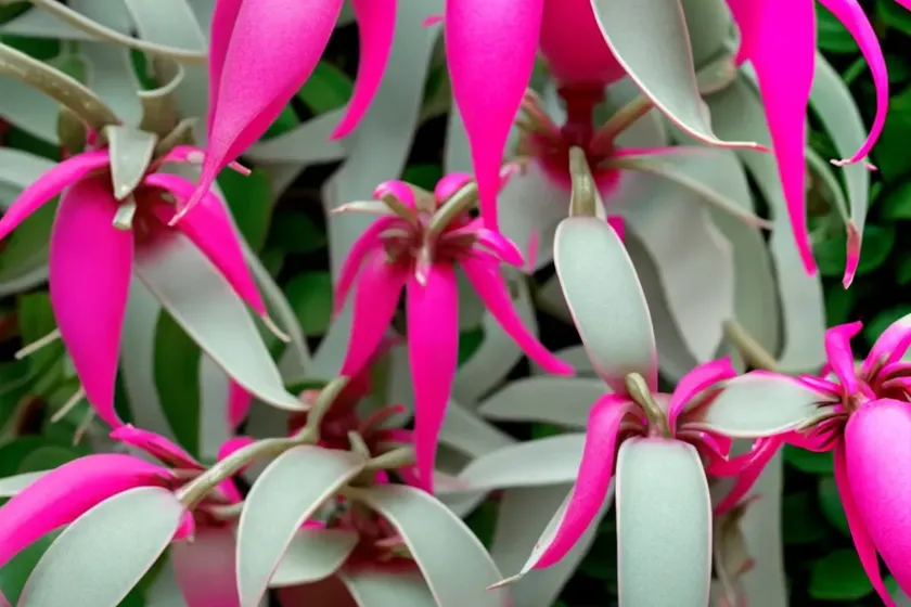 Christmas cactus ‘nicole’ (schlumbergera ‘nicole’) — photo 2