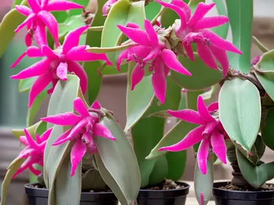 Christmas Cactus ‘nicole’ (Schlumbergera ‘nicole’)