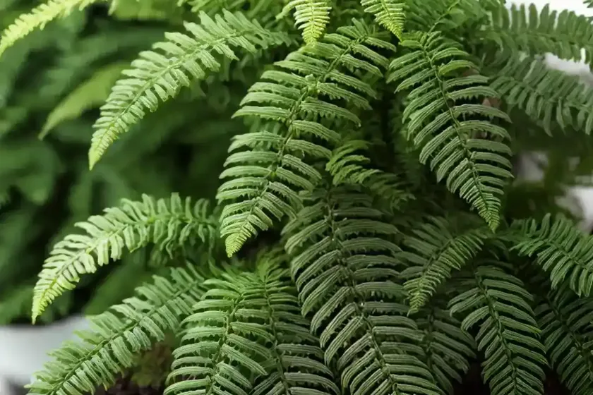 Christmas fern (polystichum acrostichoides) — photo 2