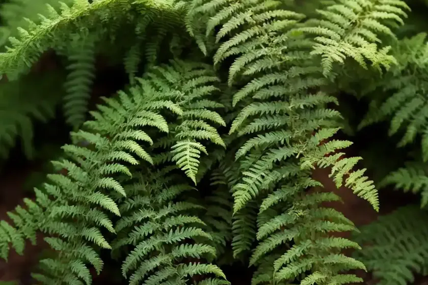 Christmas fern (polystichum acrostichoides) — photo 3