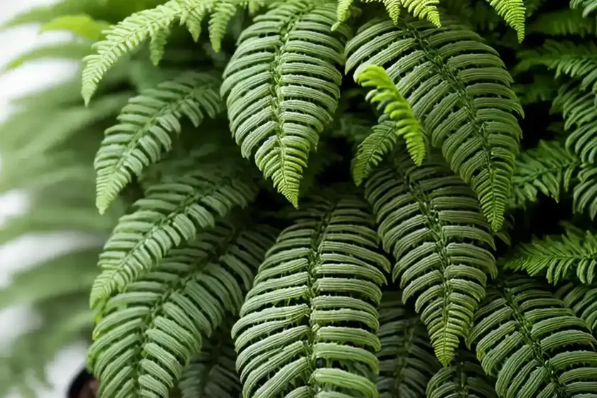 Christmas fern (polystichum acrostichoides) — photo 3