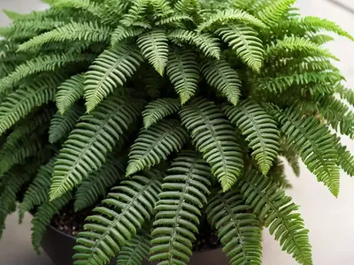 Christmas Fern (Polystichum Acrostichoides)