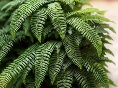 Christmas Fern (Polystichum Acrostichoides)