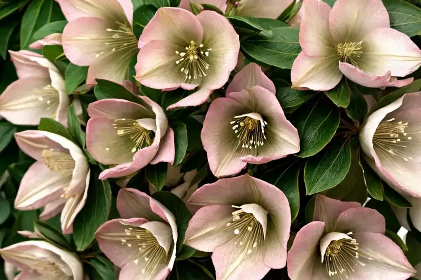 Christmas-rose (helleborus niger) — photo 2