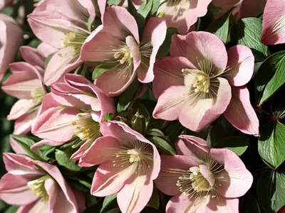 Christmas-rose (Helleborus Niger)