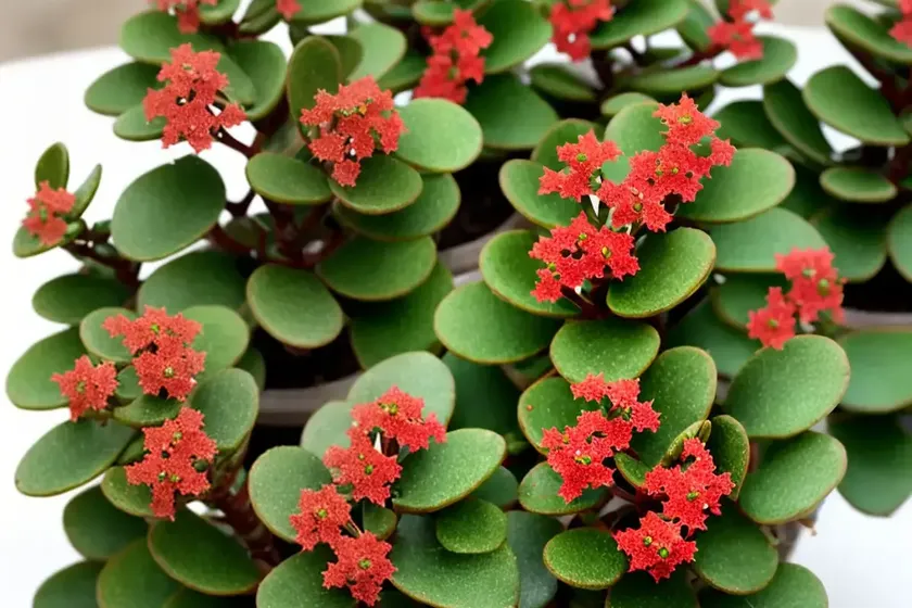 Christmas tree plant (kalanchoe laciniata) — photo 2