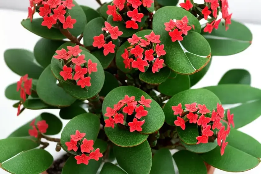 Christmas tree plant (kalanchoe laciniata) — photo 3