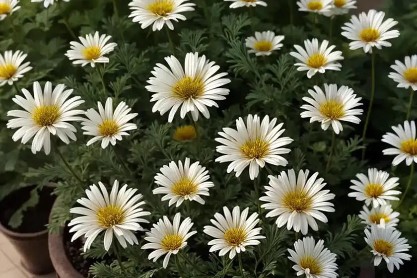 Chrysanthemum carinatum (painted daisy) — photo 3