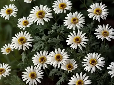 Chrysanthemum Carinatum (Painted Daisy)