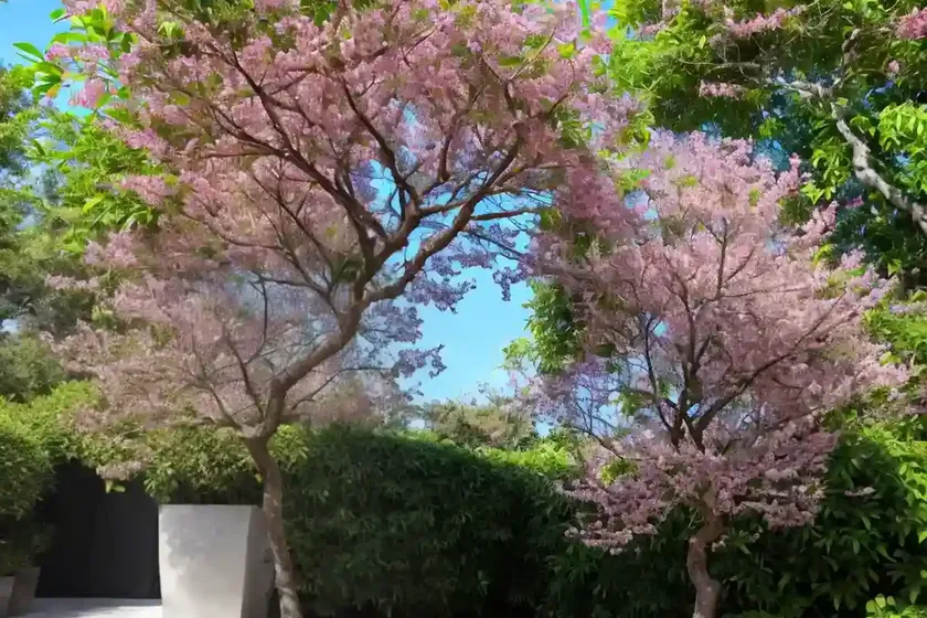 Chu-lan tree (aglaia edulis) — photo 2