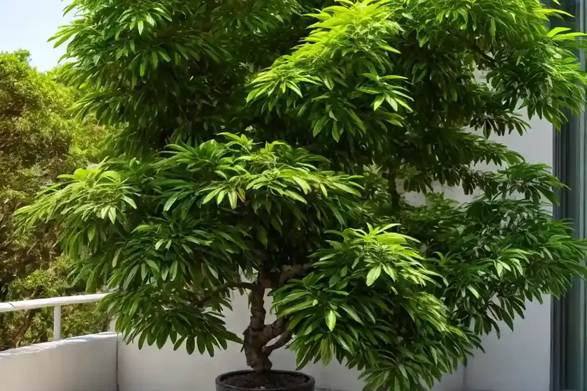 Chu-lan tree (aglaia edulis) — photo 3