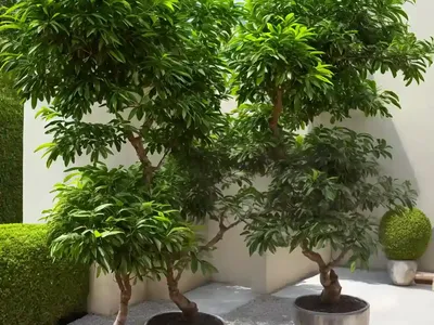 Chu-lan Tree (Aglaia Edulis)
