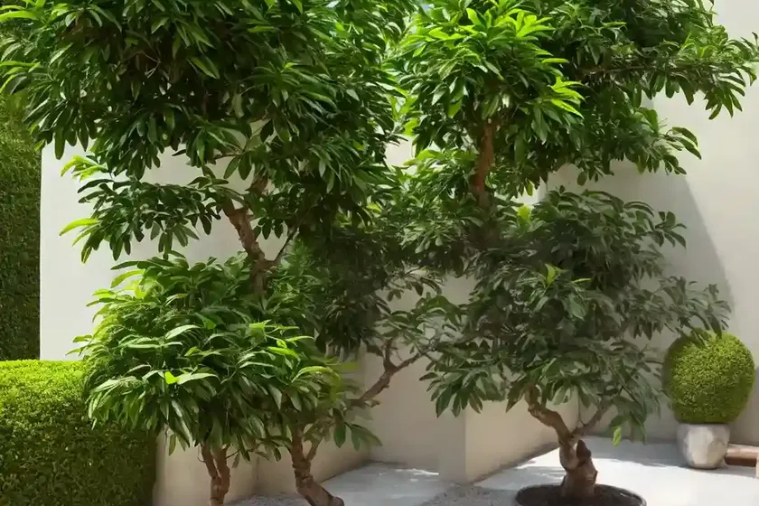 Chu-lan tree (aglaia edulis)