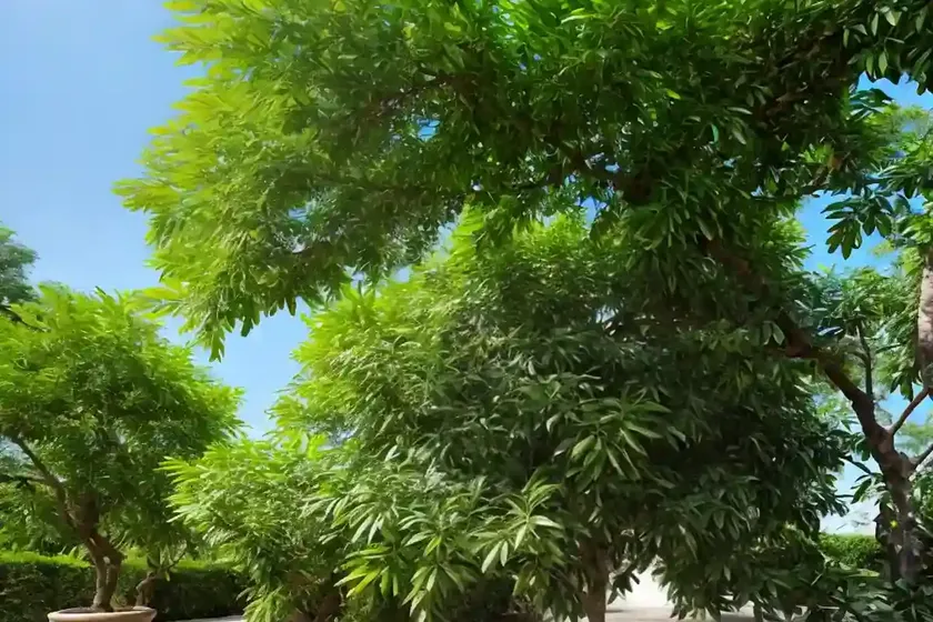 Chu-lan tree (aglaia odorata) — photo 2