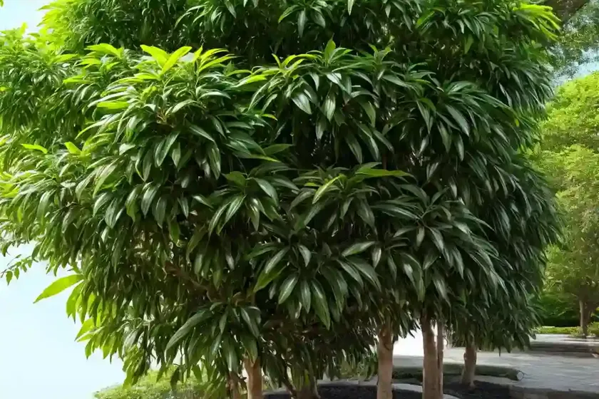 Chu-lan tree (aglaia odorata) — photo 3