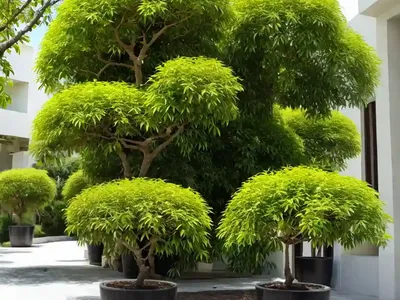 Chu-lan Tree (Aglaia Odorata)