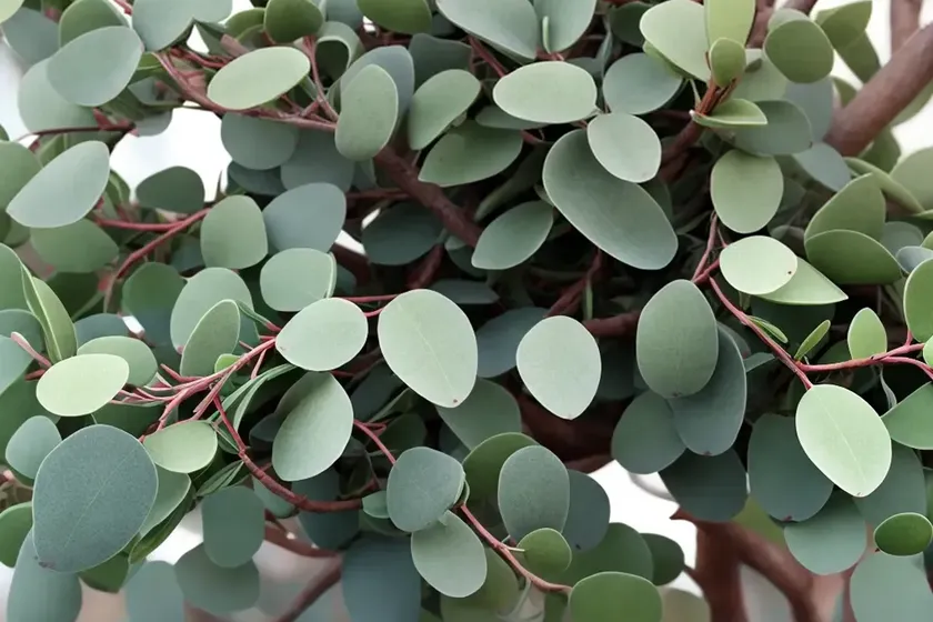 Cider gum (eucalyptus gunnii) — photo 2