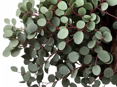Cider Gum (Eucalyptus Gunnii)