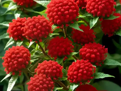 Cigar Flower (Cuphea Ignea)