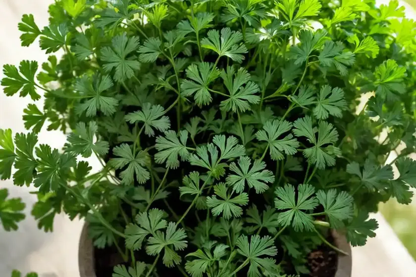 Cilantro / coriander (coriandrum sativum) — photo 3