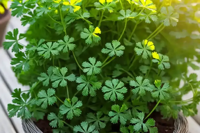 Cilantro (coriandrum sativum) — photo 3