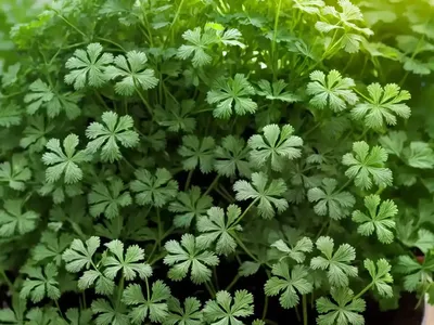 Cilantro (Coriandrum Sativum)