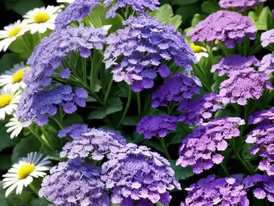 Cineraria (Senecio Cineraria)