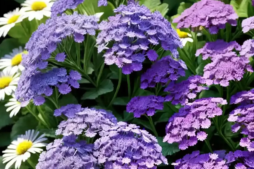 Cineraria (senecio cineraria)