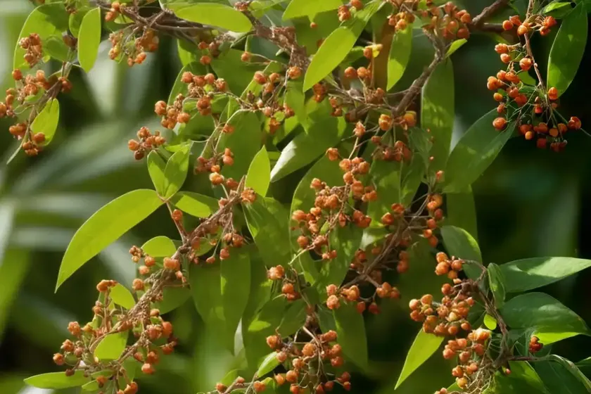 Cinnamon (cinnamomum verum) — photo 2