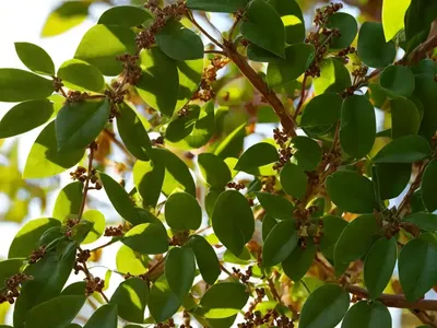 Cinnamon (Cinnamomum Verum)