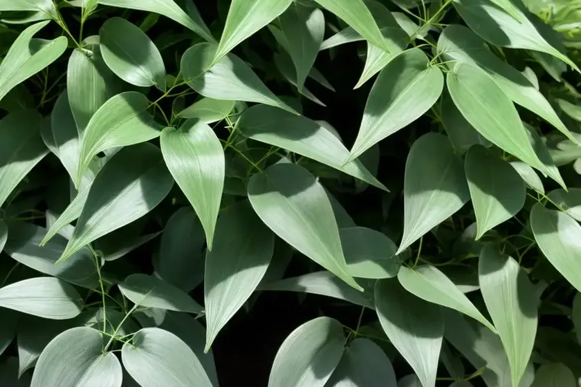 Cissus discolor (cissus javana) — photo 2