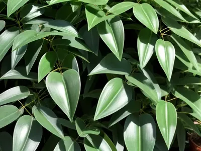 Cissus Discolor (Cissus Javana)