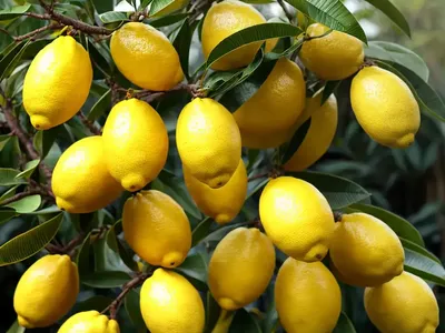 Citron (Citrus Medica)