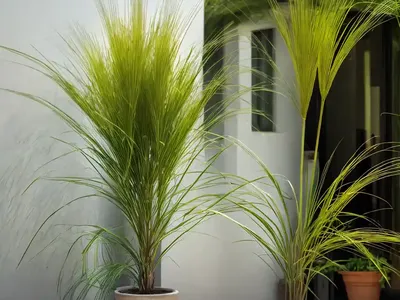 Citronella (Cymbopogon)