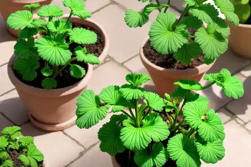 Citronella pelargonium (pelargonium citronellum) — photo 3