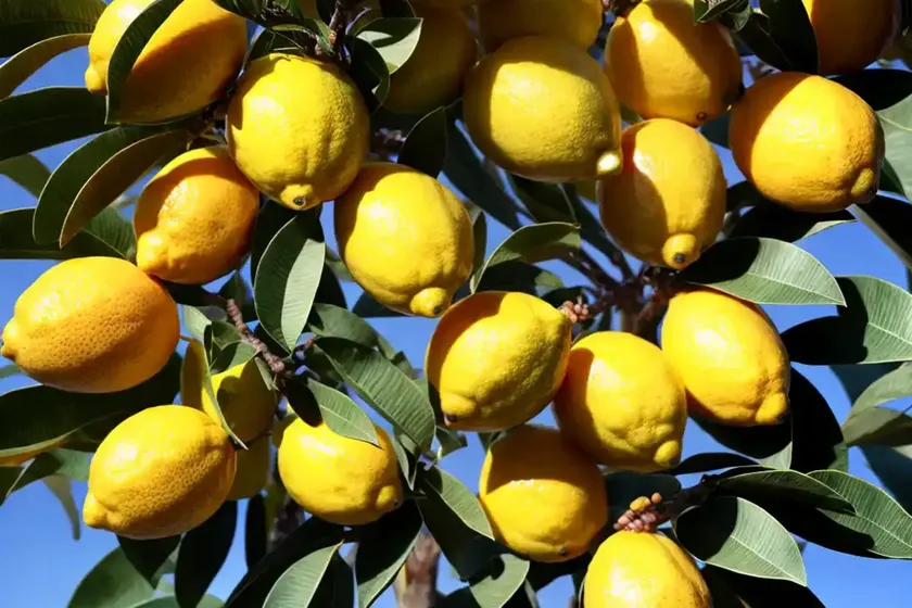 Citrus x limon ‘eureka’ (lemon)