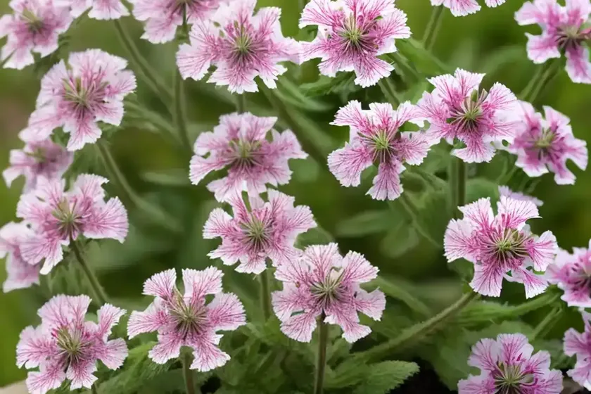 Clammy campion (lychnis viscaria) — photo 2
