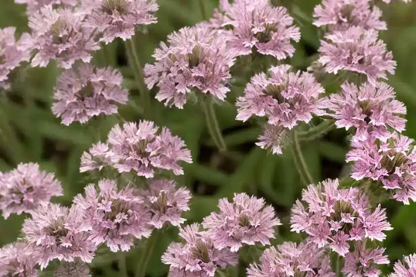 Clammy campion (lychnis viscaria) — photo 3