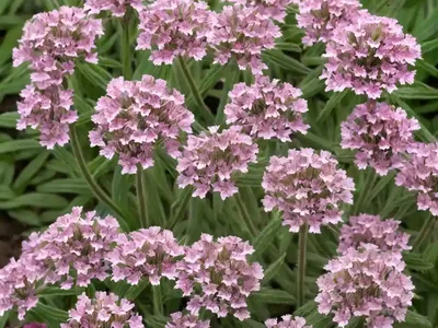 Clammy Campion (Lychnis Viscaria)