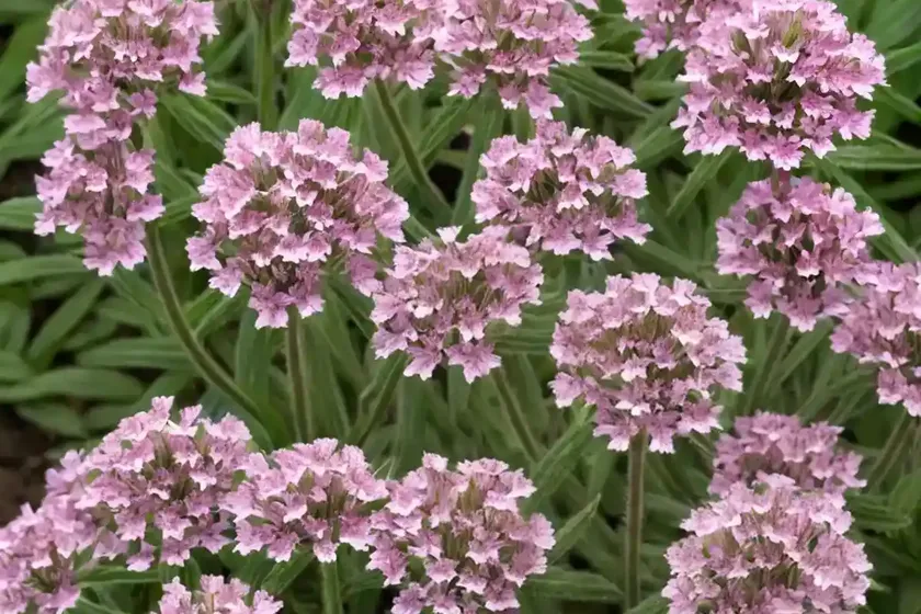 Clammy campion (lychnis viscaria)