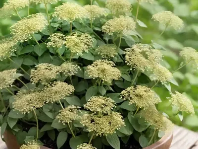 Clasping Pepperweed (Lepidium Perfoliatum)