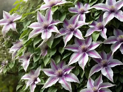 Clematis (Clematis ‘Belle Of Woking’)