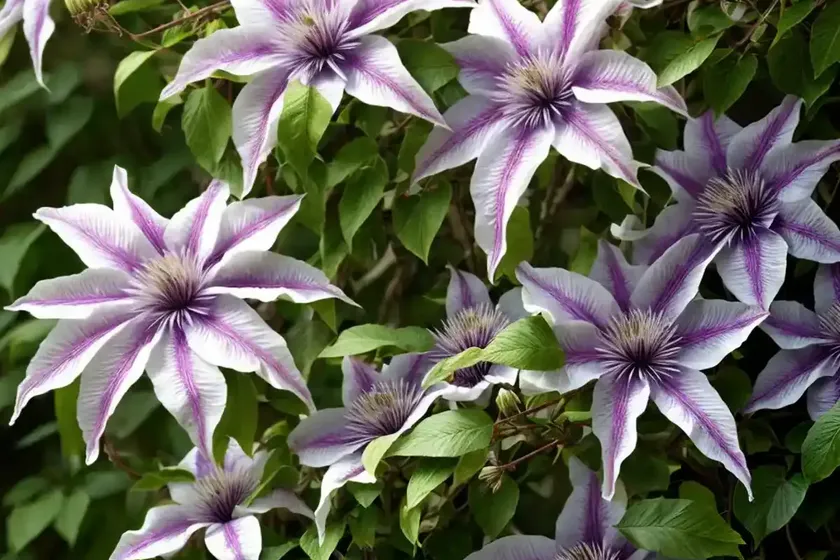Clematis (clematis pitcheri) — photo 3