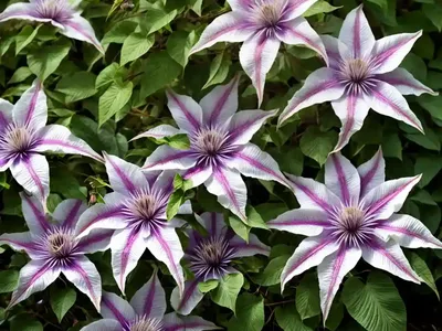 Clematis (Clematis Pitcheri)