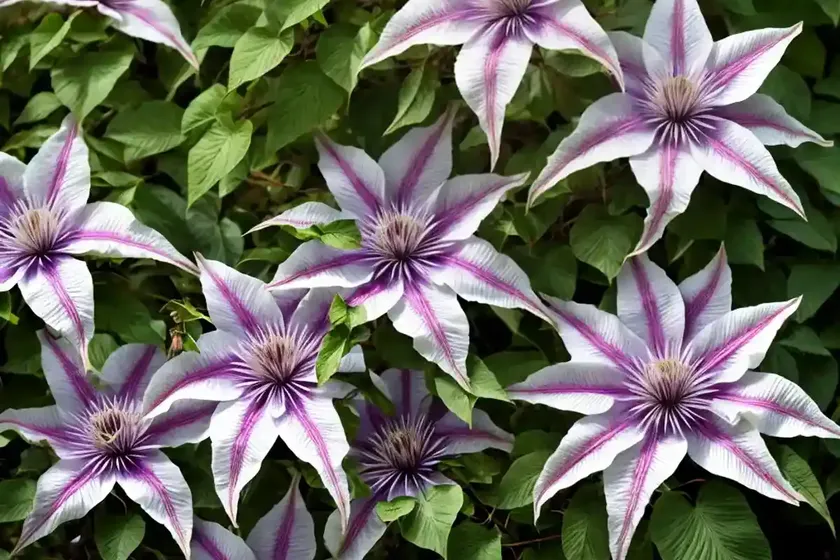 Clematis (clematis pitcheri)