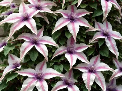 Clematis (Clematis ‘Rouge Cardinal’)