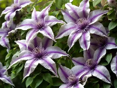 Clematis (Clematis ‘Ville De Lyon’)